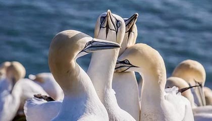 圆梦，李梦与偶像詹姆斯交换礼物合影，场上同做霸王步庆祝